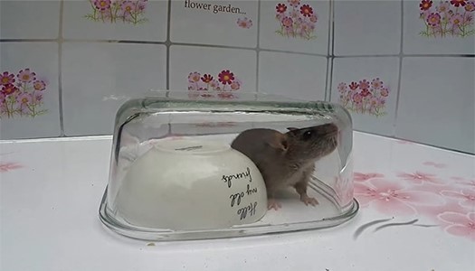 Bí kíp diệt chuột cực hiệu quả với 5 mẹo làm bẫy chuột đơn giản